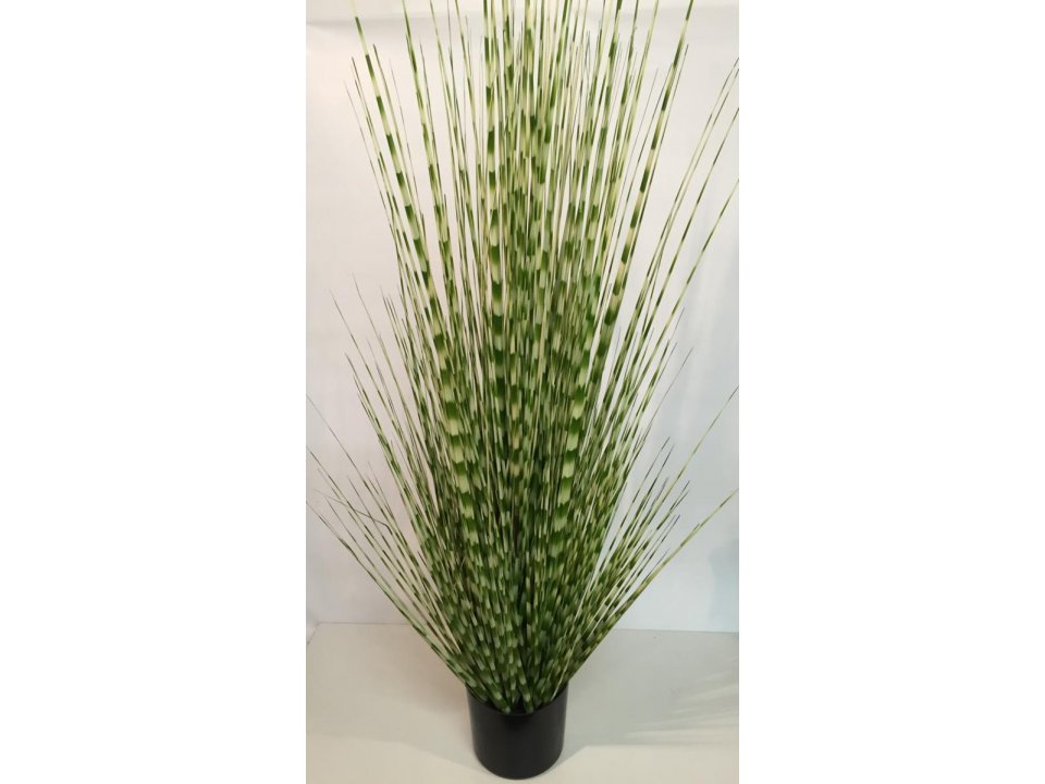137CM ZEBRA GRASS Something special
